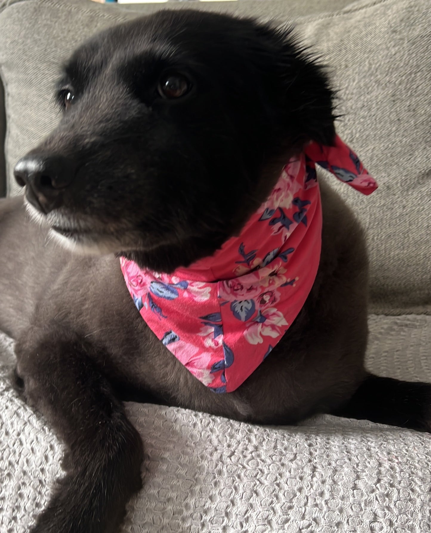 Rose Pet Bandana