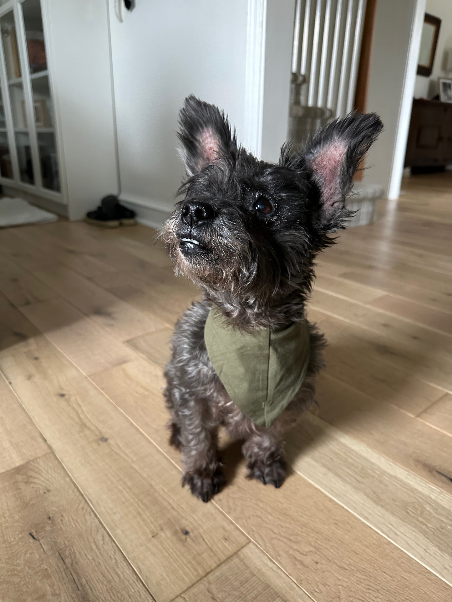 Olive Green Pet Bandana