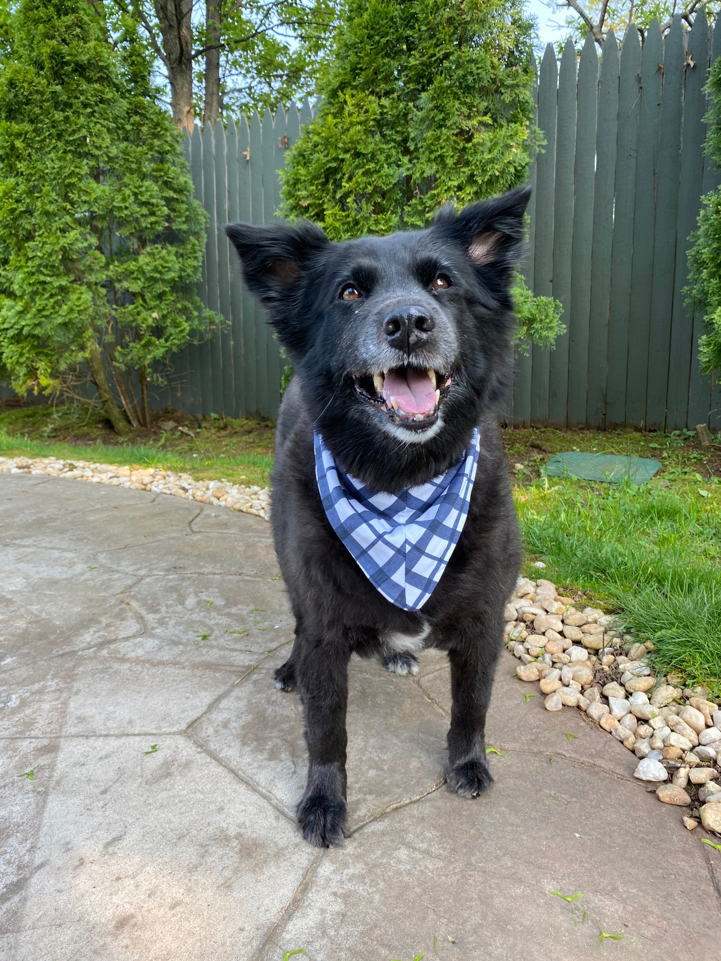 Blue Gingham Pet Bandana