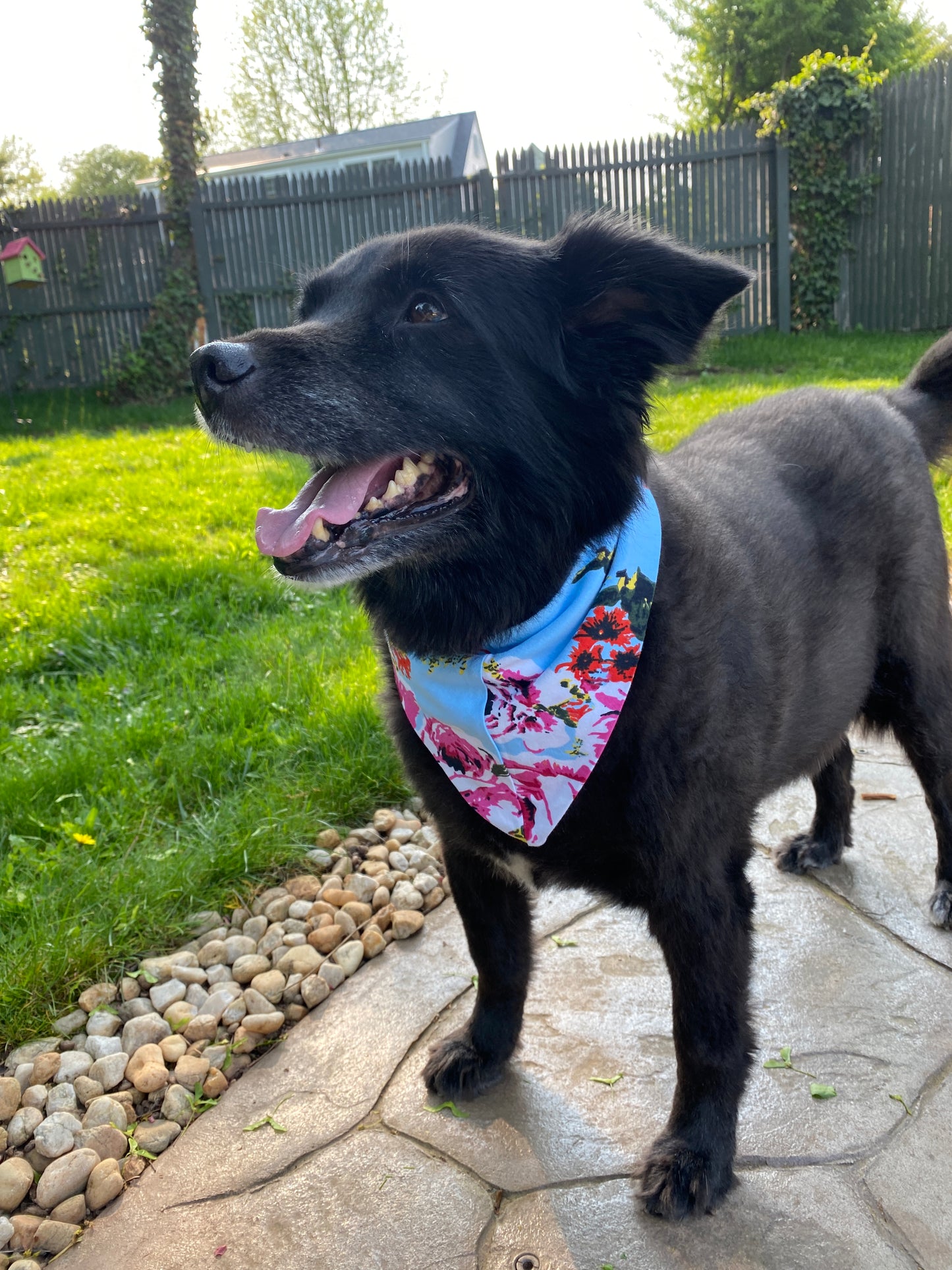 Isla Pet Bandana