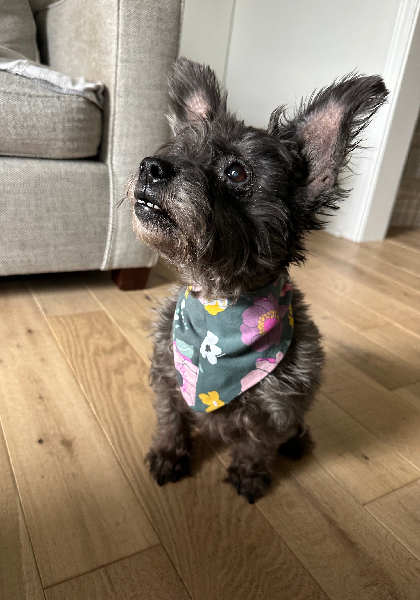 Charlotte Pet Bandana