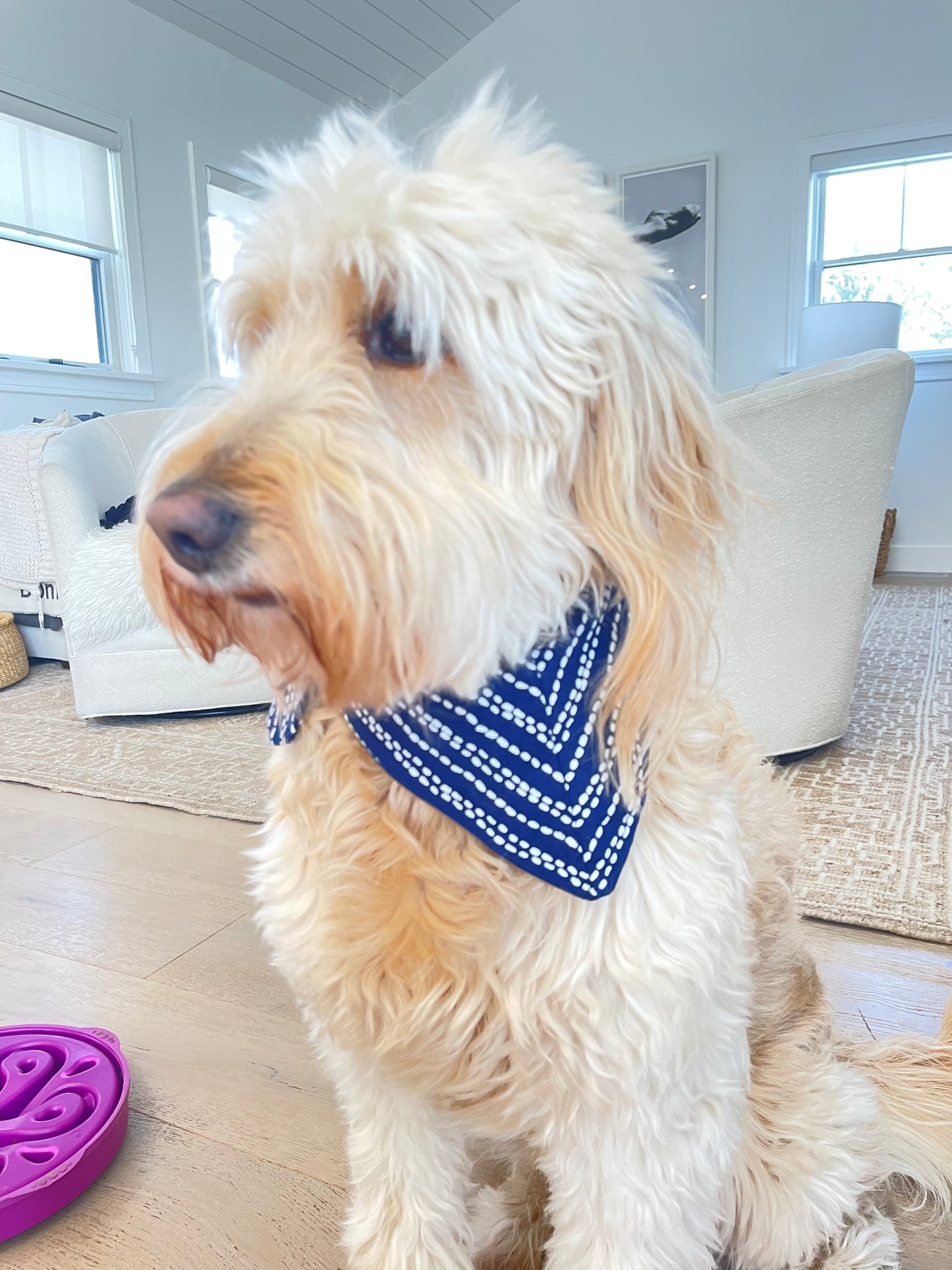 Luna Pet Bandana