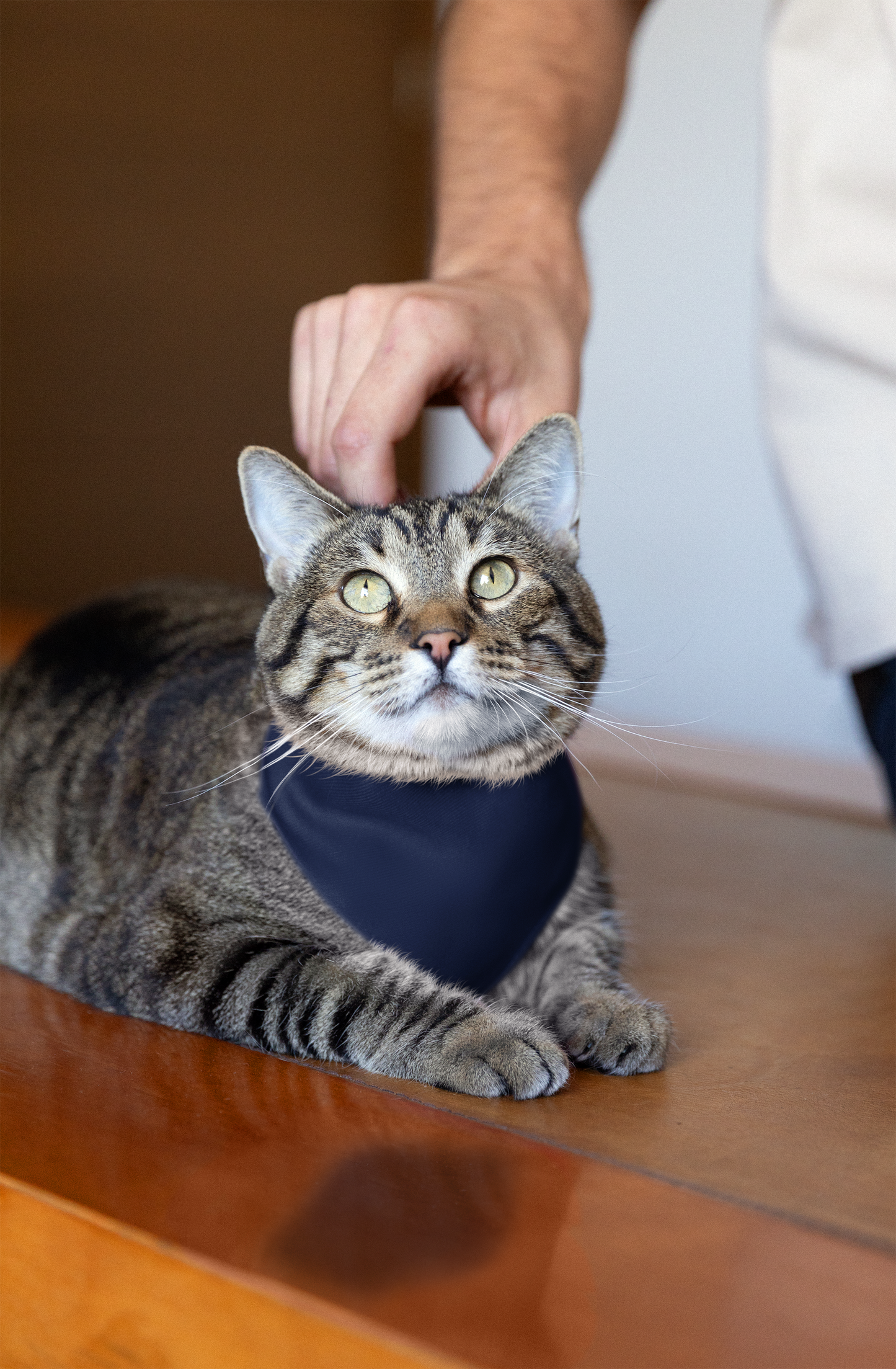 Navy Pet Bandana