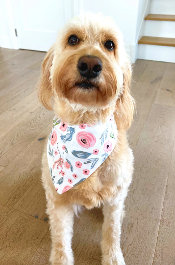 Ivy Pet Bandana