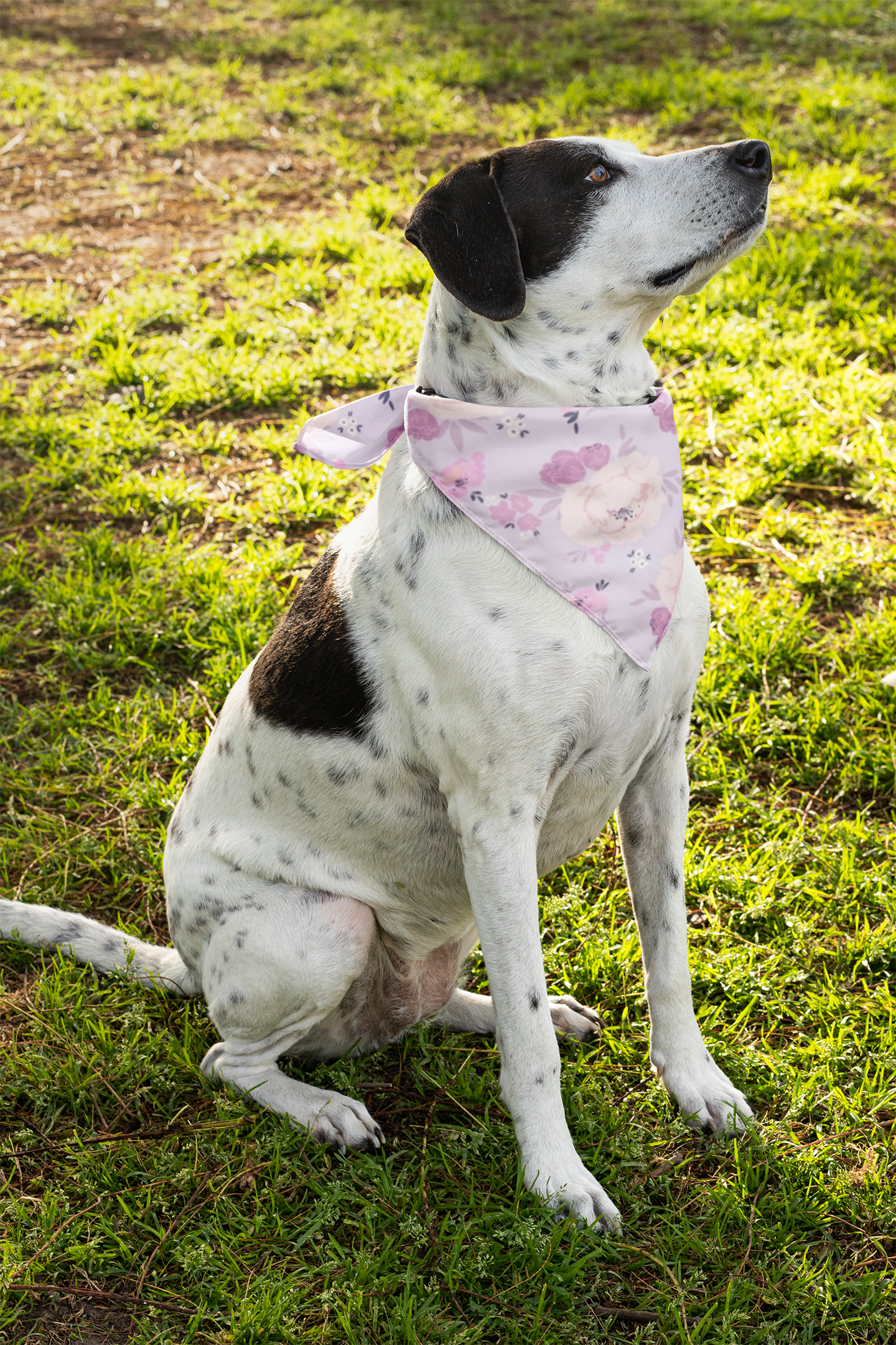 Anais Pet Bandana