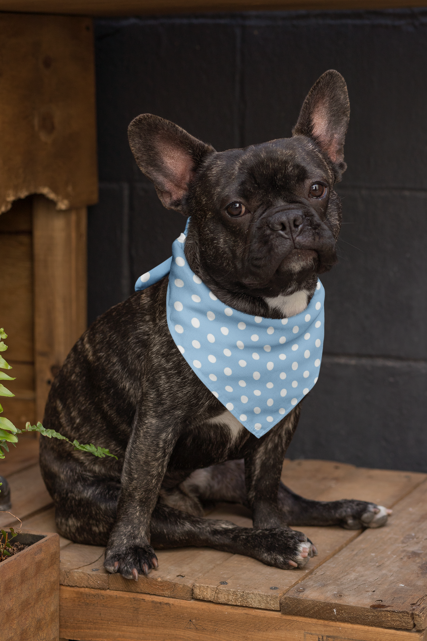 Nicole Pet Bandana